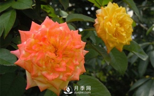 為什么月季新葉卷曲枯萎？月季新葉卷曲枯萎的原因？(圖2)