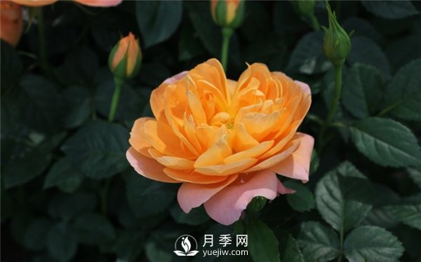 為什么月季新葉卷曲枯萎？月季新葉卷曲枯萎的原因？(圖1)