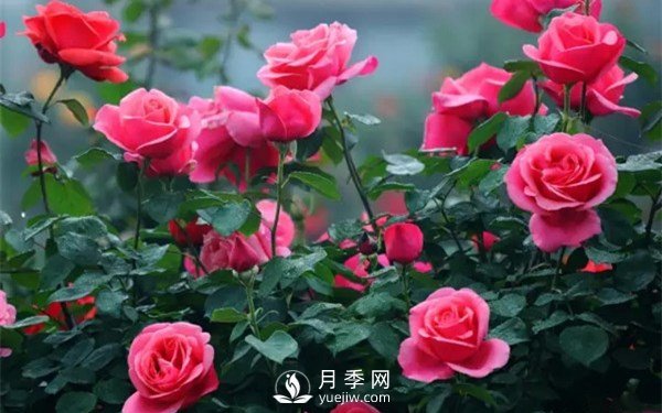 月季如何才能多開花？月季怎么開花多？(圖1)