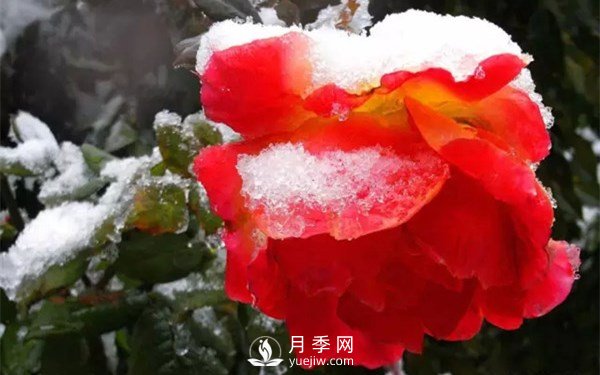 月季如何才能多開花？月季怎么開花多？(圖2)