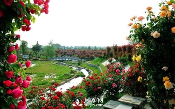 月季如何才能多開花？月季怎么開花多？(圖3)
