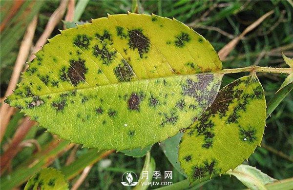 月季發(fā)生黑斑病時(shí)怎么辦？(圖1)