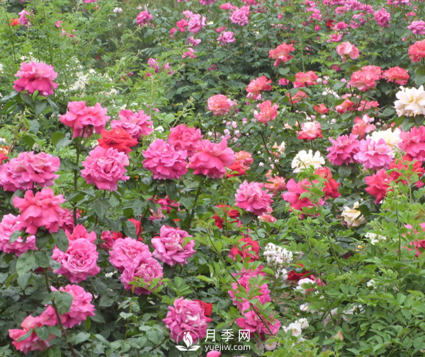 月季夏季高溫時(shí)要如何養(yǎng)護(hù)呢？(圖1)