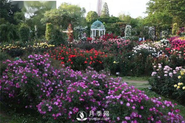 南陽(yáng)月季在花園景觀(guān)中的應(yīng)用(圖1)