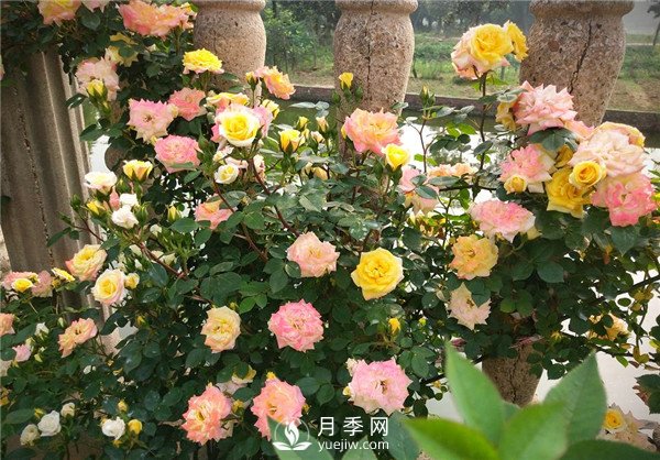 月季花夏天能暴曬嗎？夏季月季管理方法(圖2)