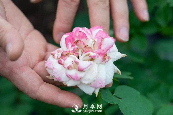 月季花后修剪怎么做？這樣做才能開爆(圖1)