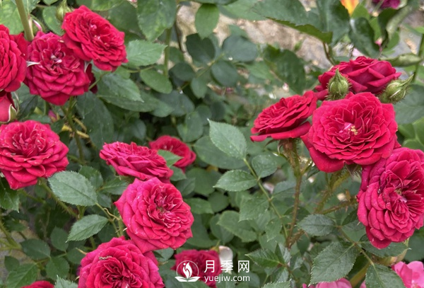 月季花怎么能開更多的花？(圖1)
