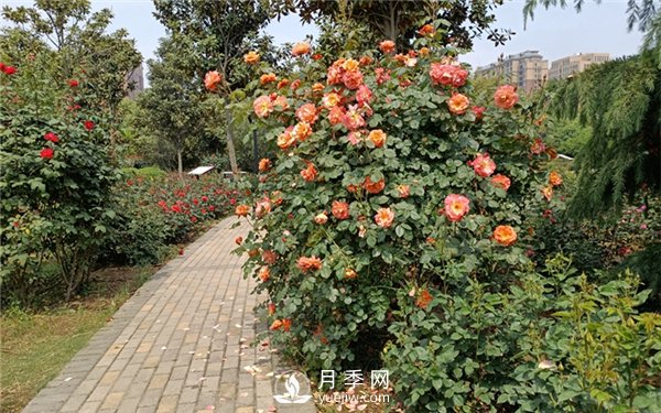 月季成活率低為什么？可能是您澆水不當(dāng)引起(圖4)