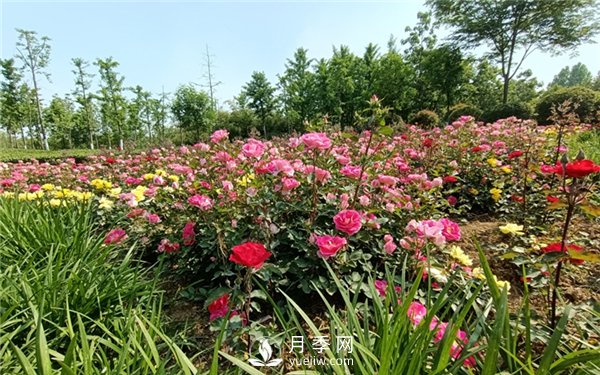 月季成活率低為什么？可能是您澆水不當(dāng)引起(圖3)