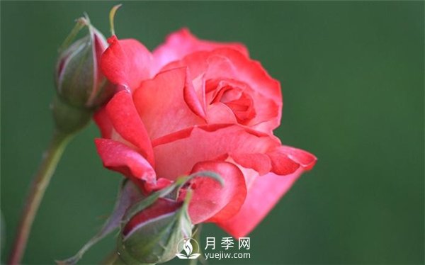 月季出現(xiàn)掉葉子怎么辦？(圖1)
