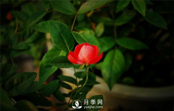 月季出現(xiàn)掉葉子怎么辦？(圖2)