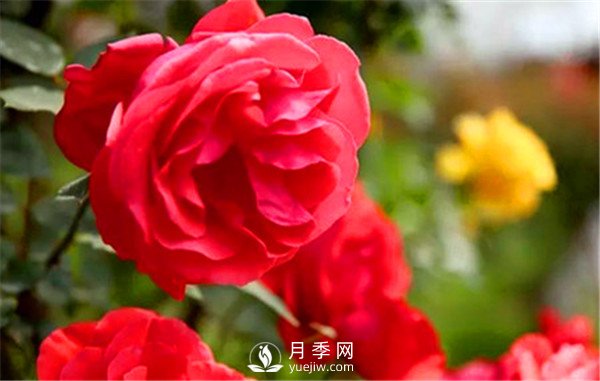 地栽月季，春季如何施肥？(圖1)