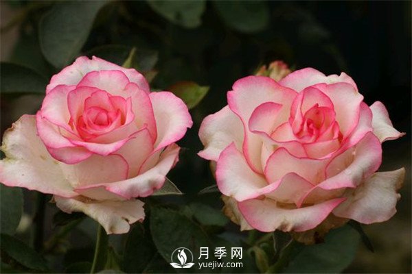 月季栽培月歷，南陽月季園4月的養(yǎng)護工作(圖1)