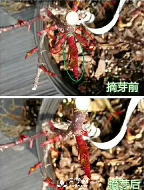 初春，月季抹芽攻略，一定要知道的五大原則(圖1)