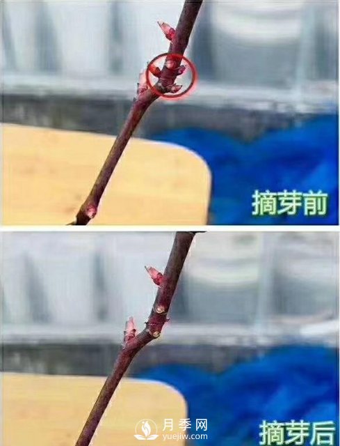 初春，月季抹芽攻略，一定要知道的五大原則(圖2)