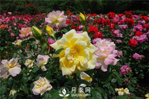 月季多種繁育方法，你會那種？(圖1)