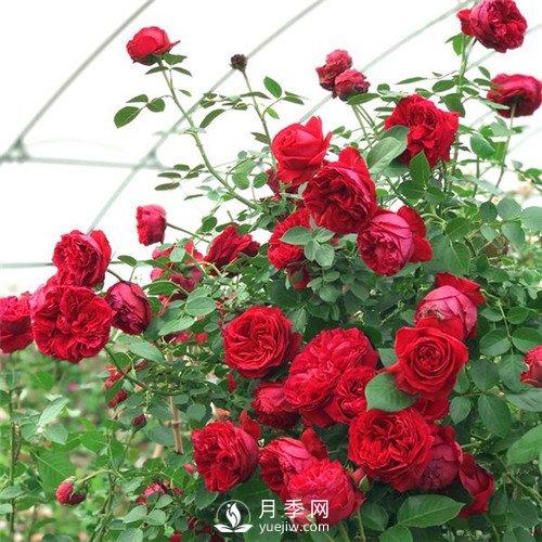 紅色系的藤本月季，簡(jiǎn)直美得讓人驚嘆！(圖1)