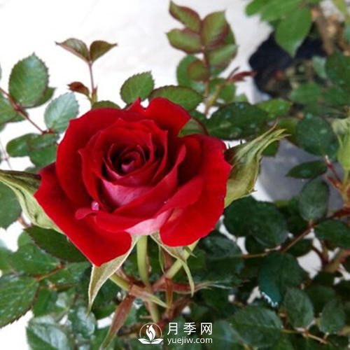 紅色系的藤本月季，簡(jiǎn)直美得讓人驚嘆！(圖2)