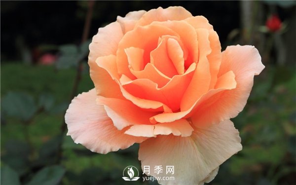 讓月季連續(xù)開花的方法有哪些？如何讓月季連續(xù)開花(圖1)