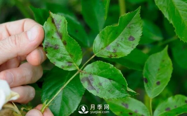 注意！夏秋大雨過后極易誘發(fā)月季黑斑病(圖1)