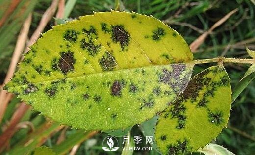 注意！夏秋大雨過后極易誘發(fā)月季黑斑病(圖2)