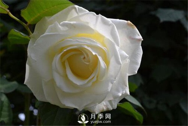 3月份月季花栽培與管理方法你知道嗎？(圖1)