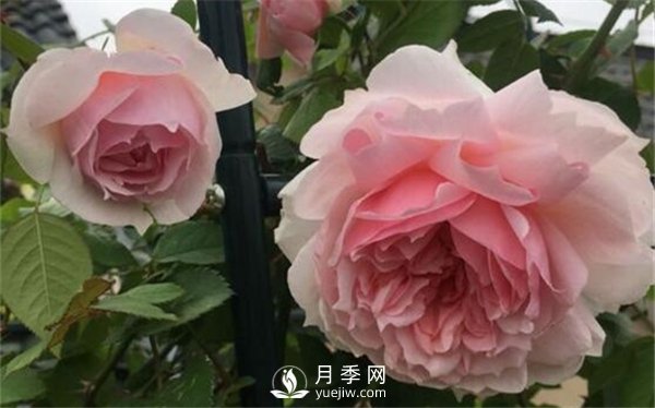 養(yǎng)月季花前你應(yīng)該先了解這3件事！(圖1)