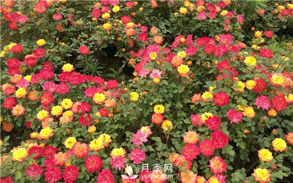 月季花期施肥 要用那些肥料？(圖1)