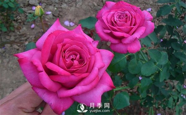 月季養(yǎng)成法：月季花怎么養(yǎng)，怎么從小苗養(yǎng)大開花(圖1)