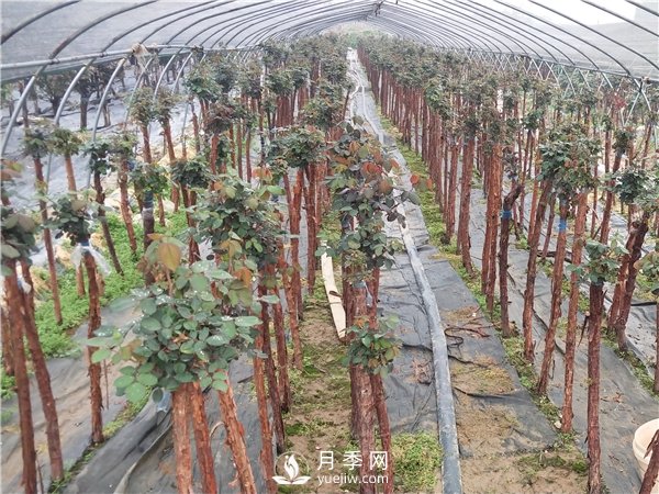 南陽樹狀月季怎么養(yǎng)護？(圖2)