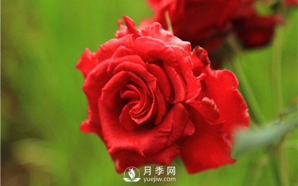 月季花怎么栽種更好，養(yǎng)護時應注意什么？(圖2)