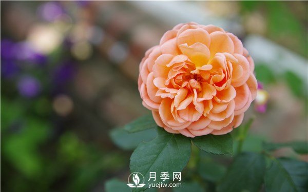 月季花怎么栽種更好，養(yǎng)護時應注意什么？(圖1)