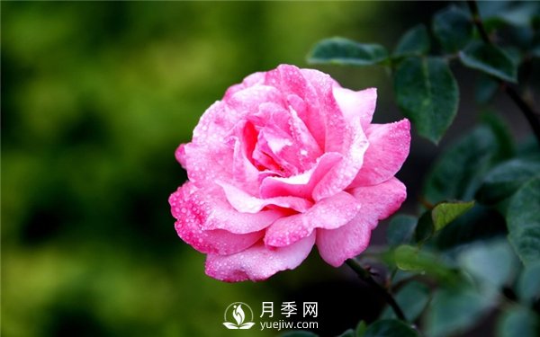 月季花怎么栽種更好，養(yǎng)護時應注意什么？(圖3)