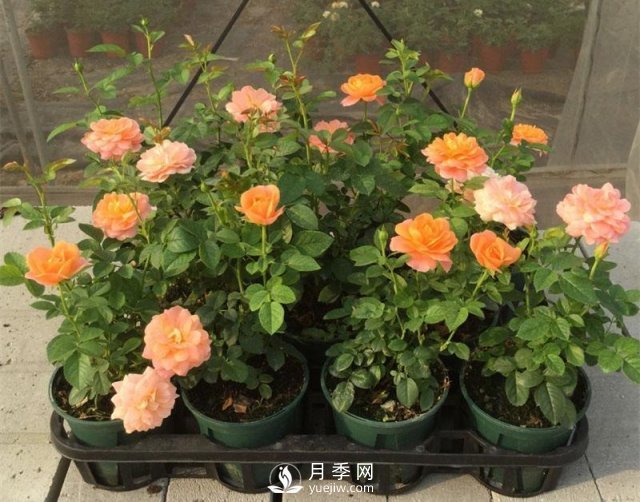 家庭盆栽月季花如何過冬？(圖1)