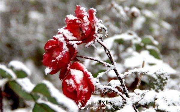 月季冬天會凍死嗎？月季花怎么過冬？月季的安全越冬方法介紹！(圖1)