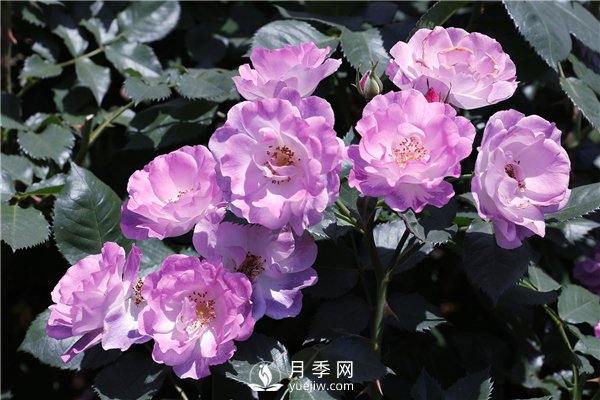 月季花有幾種顏色？(圖1)