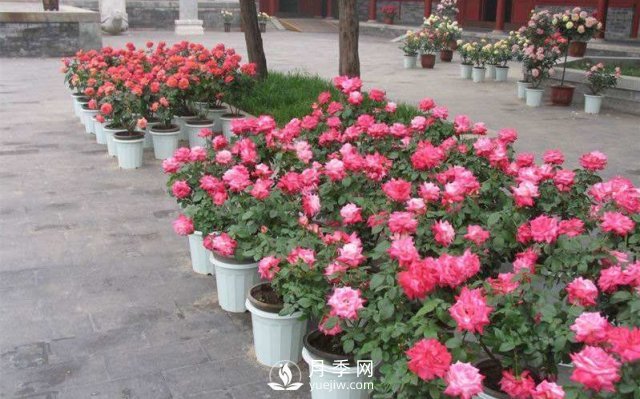 干貨來襲，月季花如何扦插及養(yǎng)護(hù)！(圖1)