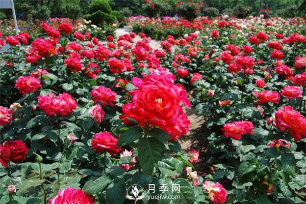 冬天月季養(yǎng)護(hù)必須注重點(diǎn)(圖1)