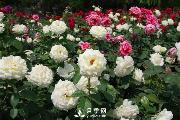 冬天月季養(yǎng)護(hù)必須注重點(diǎn)(圖2)