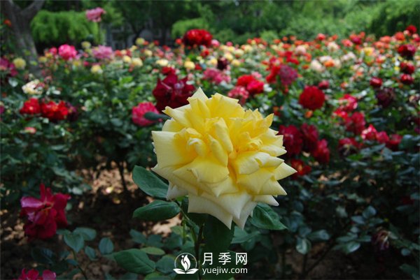 冬天月季養(yǎng)護(hù)必須注重點(diǎn)(圖3)