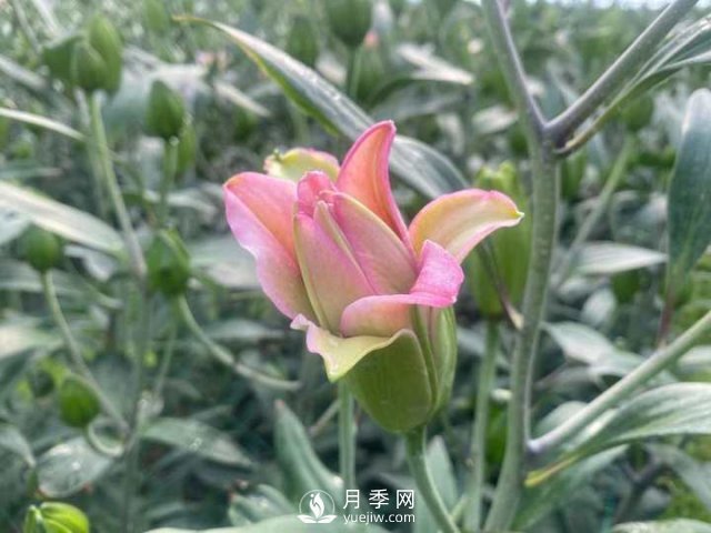 浙江成功引種玫瑰百合，它究竟是月季，還是百合？(圖1)