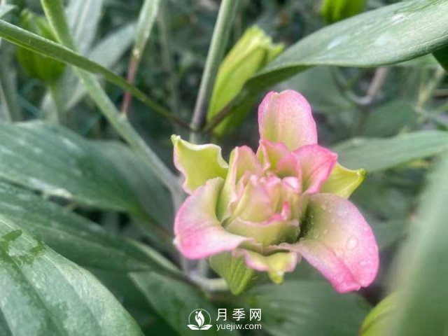 浙江成功引種玫瑰百合，它究竟是月季，還是百合？(圖12)