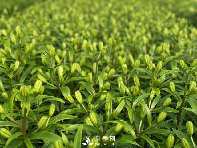 浙江成功引種玫瑰百合，它究竟是月季，還是百合？(圖13)
