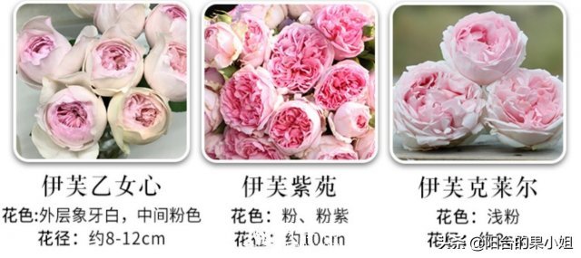 有哪些只看一眼就叫人欲罷不能的月季品種？(圖4)