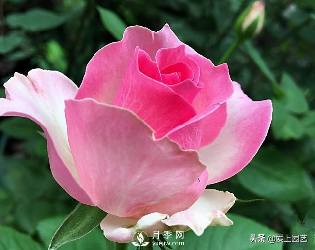 雪山系列月季品種，美麗的手捧花，還是經(jīng)典的花園明星(圖4)