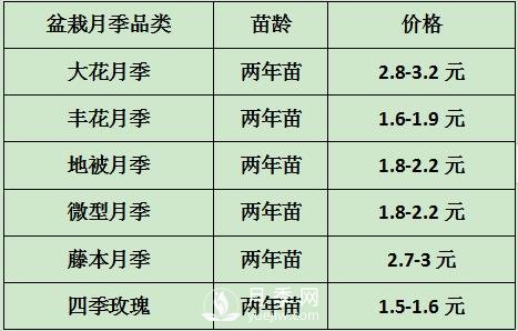 2021年春季盆栽月季市場報(bào)價(jià) 盆花月季多少錢一棵？(圖1)