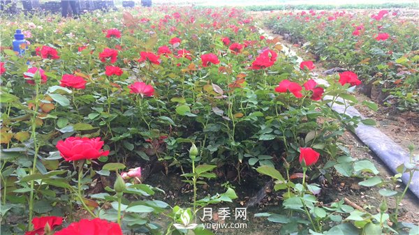 疫情未了，2021年春節(jié)，月季花木企業(yè)應該怎么做？(圖1)