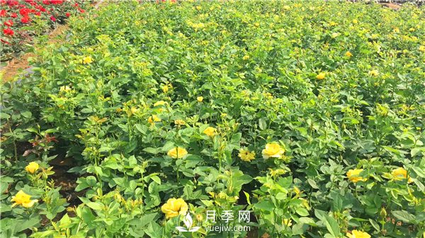 疫情未了，2021年春節(jié)，月季花木企業(yè)應該怎么做？(圖3)