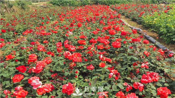 疫情未了，2021年春節(jié)，月季花木企業(yè)應該怎么做？(圖2)