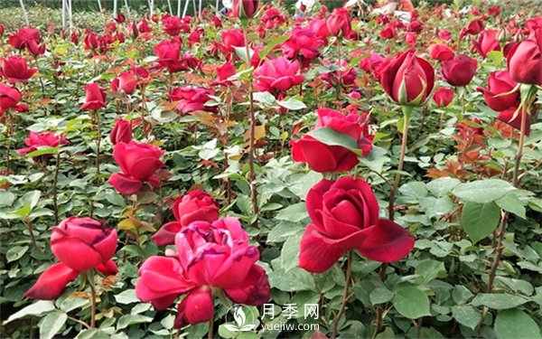 老棵月季苗批發(fā)價格多少？多年生月季苗成活率高？(圖3)